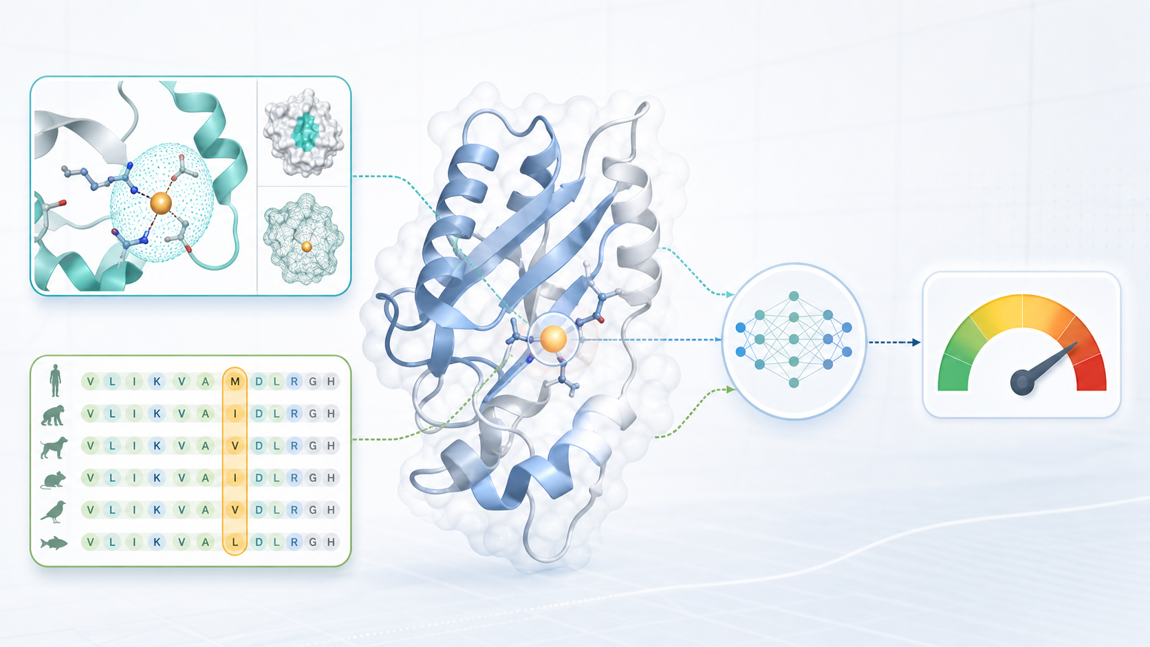 Illustration of a folded protein, an amino acid change, evolutionary conservation rows, and a score gauge feeding into an AlphaMissense-style model.